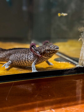 Ajolote jaguar (Ambystoma andersoni) en Xolotcali, Quer&eacute;taro. 