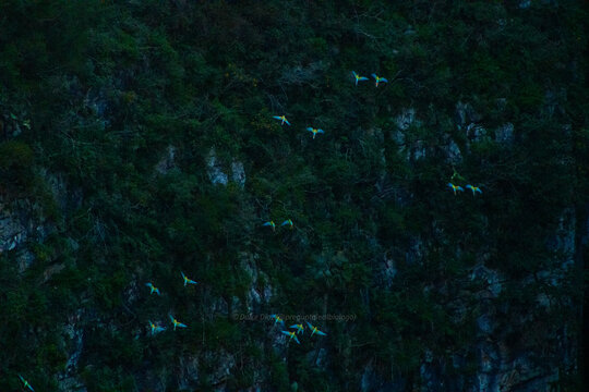 Guacamayas en reserva de la biosfera, Quer&eacute;taro. 