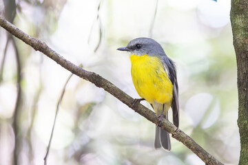 Obraz premium An Eastern yellow robin displays its vivid yellow breast feathers as it perches on a branch in a high key photo in rainforest at O'Reilly's resort in Lamington National park, Queensland, Australia.