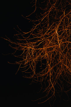 Low angle shot of bare tree branches illuminated by a warm orange light against a pitch-black night sky, creating a dramatic, abstract nature pattern. (154 characters)