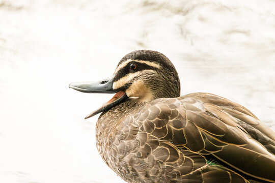 A Pacific black duck, a common mallard related duck, in the middle of a classic quack with its beak wide open in this high key photo at Currumbin Lakes on the Gold Coast in Queensland, Australia.