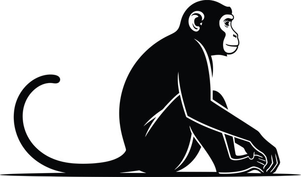 Monkey sitting on ground looking ahead in black silhouette