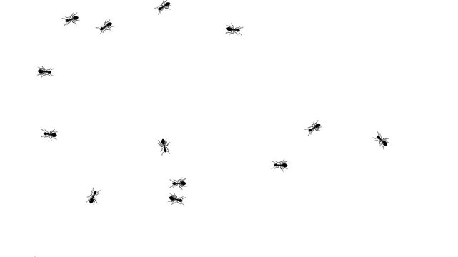 Ants animation