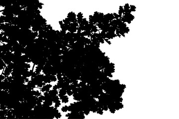 Fototapeta premium A black and white photograph of an oak branch in a natural forest