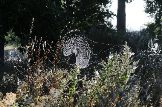 field of grass in a spider web in the morning sun mako photo