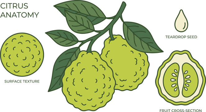Citrus Bergamot Vector Illustration with Fruit Branch Leaves Surface Texture Seed and Cross Section for Botanical Organic Food Design