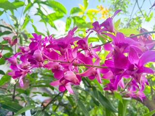 Fototapeta premium purple orchid flower bunch 
