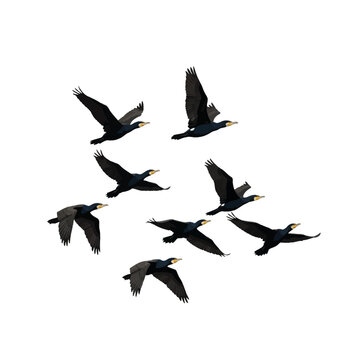 A flock of eight black cormorants in flight with wings spread, depicted in various stages of soaring as a detailed vector illustration isolated on a white background.