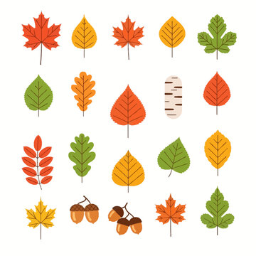 Flat vector icon set of various autumn leaves and acorns featuring maple, oak, birch, and rowan in warm orange, red, yellow, and green colors isolated on a white background.