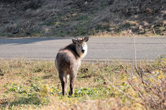 ニホンカモシカ