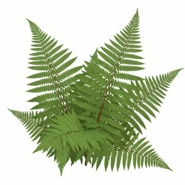 Green fern fronds with bipinnate foliage and reddish stems isolated on white. Botanical illustration of a forest plant showing symmetrical leaf patterns and pinnate structure.