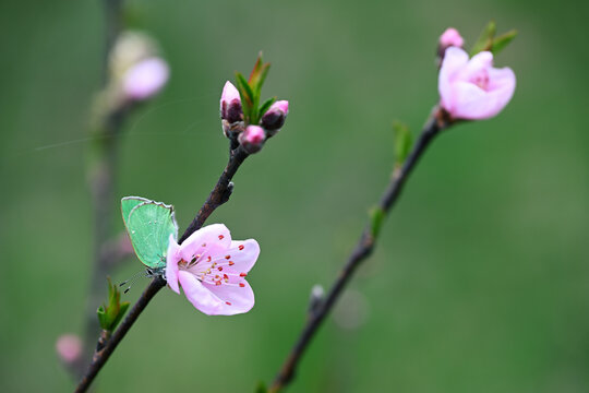 Green hairstreak butterfly Callophrys rubi on peach blossom Prunus persica spring macro