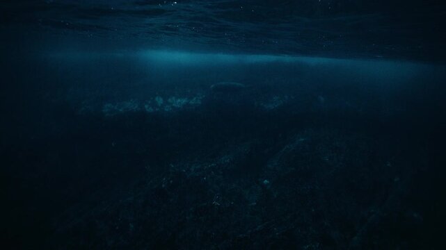 Rocky Arctic seabed with kelp forest beneath dark ocean water near Norway coast