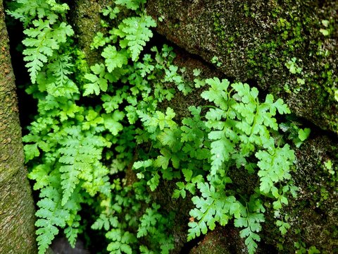 Adiantum capillus-veneris, the Southern maidenhair fern, black maidenhair fern, maidenhair fern, and venus hair fern, is a species of ferns in the genus Adiantum and the family Pteridaceae