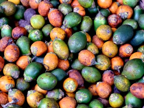 Areca catechu fruits, commonly known as areca nuts or betel nuts