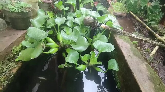 Water Hyacinth (Eichhornia crassipes) floating on a traditional stone fish pond