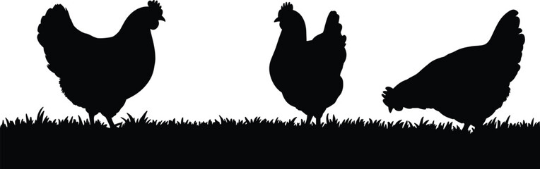 Chicken silhouettes on grass, farm poultry animals outdoor scene vector illustration set © Billal