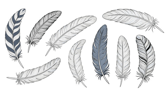Artistic collection of various bird feathers hand-drawn with intricate pen and ink shading on a white background.