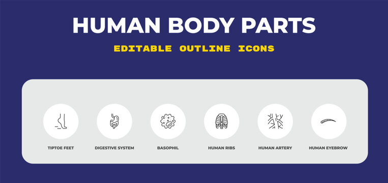 outline human body parts icons set - tiptoe feet, digestive system, basophil. editable vector for web and mobile ui