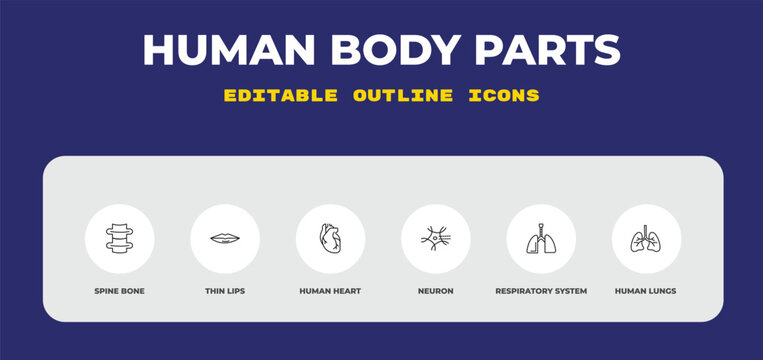outline human body parts icons set - spine bone, thin lips, human heart. editable vector for web and mobile ui