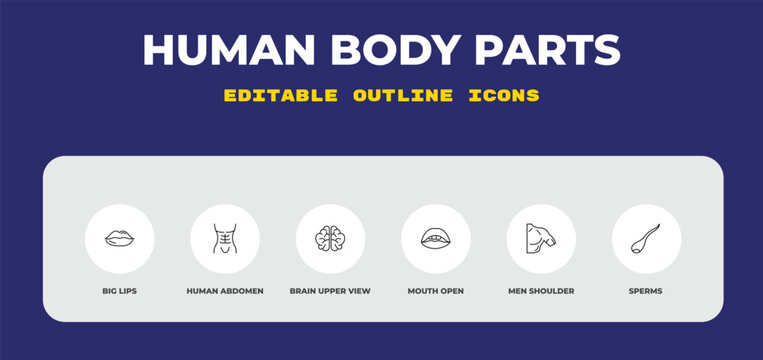 outline human body parts icons set - big lips, human abdomen, brain upper view. editable vector for web and mobile ui