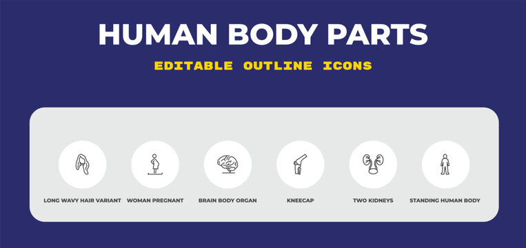 outline human body parts icons set - long wavy hair variant, woman pregnant, brain body organ. editable vector for web and mobile ui