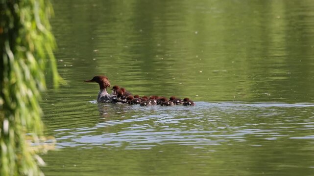 View of a female common merganser swimming on green water with many ducklings riding on her back in Mulhouse, Grand Est, France.