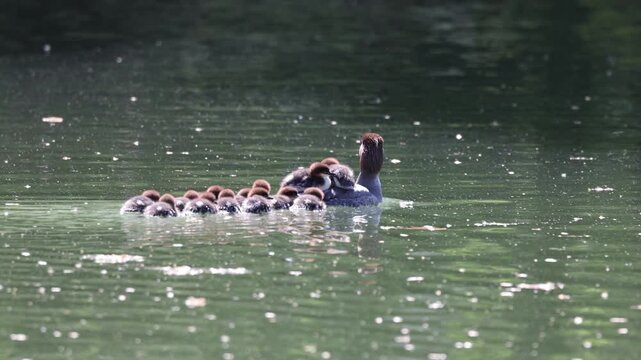 View of a female common merganser swimming in green water with several ducklings on her back and following behind in Mulhouse, Grand Est, France.