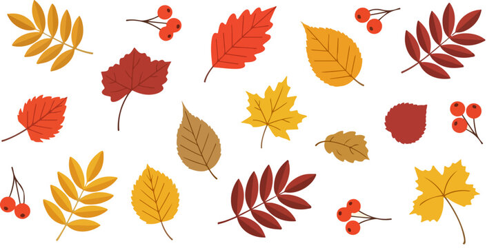 Autumn leaves vector collection, colorful fall foliage set with red berries, decorative seasonal botanical elements for thanksgiving greeting cards