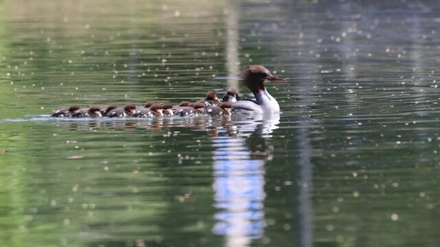 View of a female common merganser swimming on a calm green pond with her ducklings riding on her back in Mulhouse, Grand Est, France.