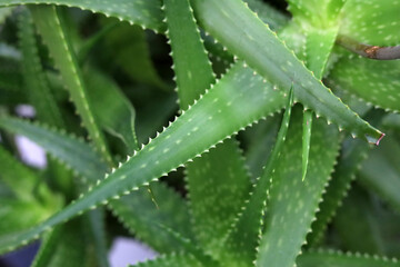 Fototapeta premium Close-up of sharp green leaves on an Aloe Vera plant.