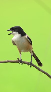 A long-tailed shrike or rufous-backed shrike (Lanius schach).