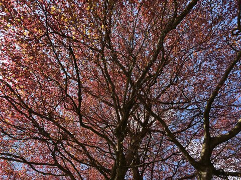 Canopy and branches of a copper beech tree in spring