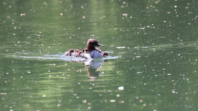 View of a female common merganser swimming across a green pond with ducklings riding on her back in Mulhouse, Grand Est, France.