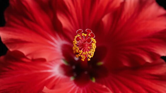Extreme close-up of a vibrant red hibiscus flower blooming against a solid black background, featuring detailed textures on the petals and a prominent yellow stamen and pistil.