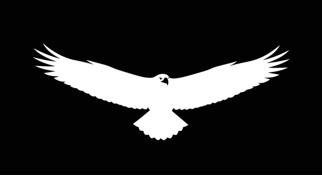 A majestic white hawk with outstretched wings soars across a stark black background, symbolizing freedom and power