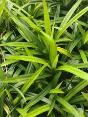 Fototapeta premium green grass with dew drops