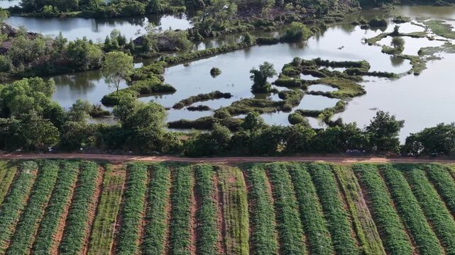 Drone footage showing crop rows, dirt road and adjacent flooded wetlands in Kubang Semang.
