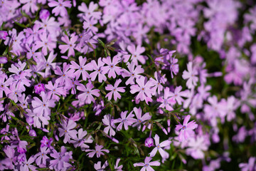 Obraz premium Phlox blossom. Flower floral spring. Flower blossom beauty. Flower vibrant petals. Flower natural colors.