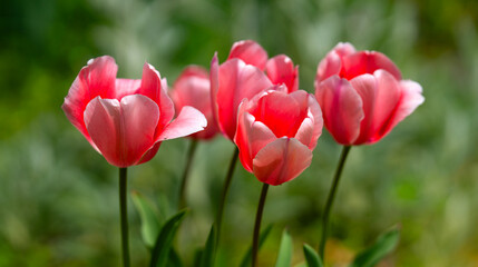 Obraz premium Tulips blooming in spring. Tulip petals. Blooming tulips outdoors. Tulips with spring background. Tulips in a spring garden. Seasonal spring tulip flowers.