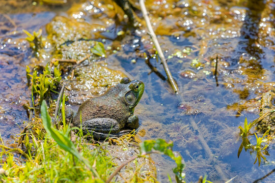 The American bullfrog (Lithobates catesbeianus), often simply known as the bullfrog in Canada and the United States, is a large true frog native to eastern North America.
