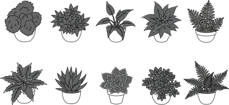 Collection of various potted plants with different leaf shapes and sizes