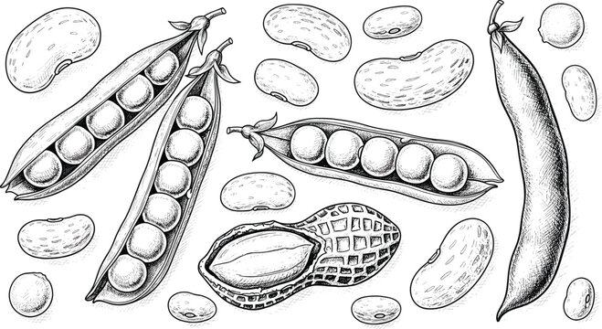 Vintage legumes engraving vector set. Hand drawn beans, peas and peanut illustration. Retro botanical food sketch for agriculture, organic packaging, and healthy diet design.
