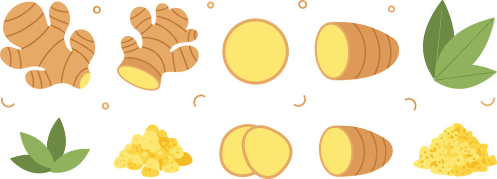 Set of Fresh Ginger Root Illustrations with Slices Powder and Green Leaves for Healthy Food Cooking Herb and Organic Spice Graphic Design Projects