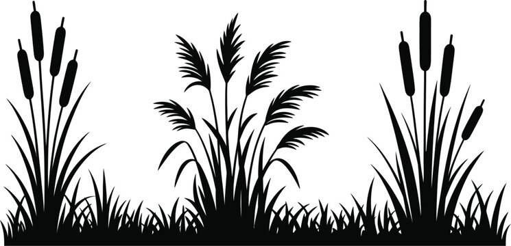Cattail grass, silhouette, black vector of marsh vegetation wild reeds and riverbank plants for nature landscape and ecological design.