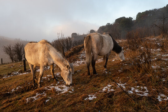 Ethereal Morning: White Horses Grazing in Early Snowfall at Tonglu, Sandakphu