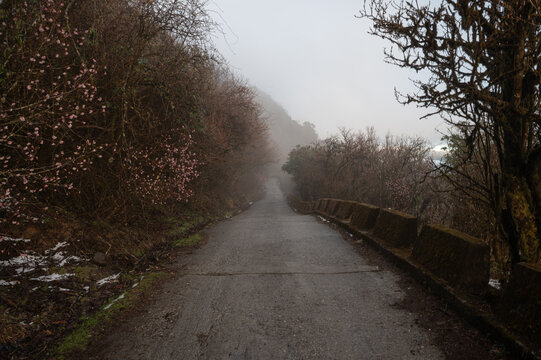 Springtime Journey: Winding Mountain Road and Wild Blossoms at Tonglu, Darjeeling