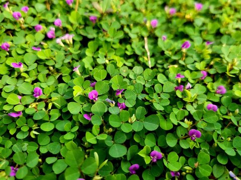Grona triflora, known as creeping tick trefoil or three-flower beggarweed, is a plant in the family Fabaceae.Desmodium triflorum.