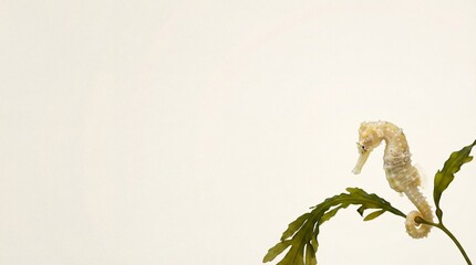 Obraz premium Yellow seahorse clinging to green seaweed isolated on a white background