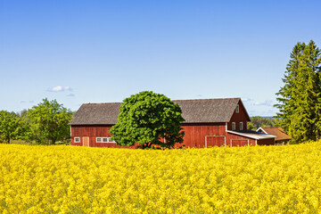 Idyllic old red barn by a rapeseed field in bloom a sunny summer day © Lars Johansson